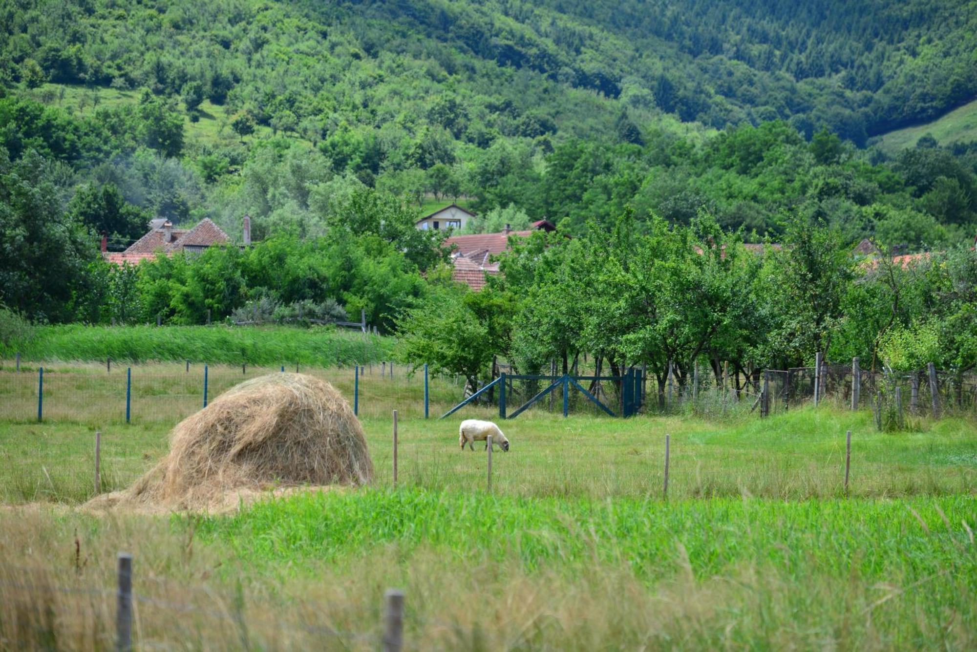 Casa Rudi & Ella Hotel Sălişte Bagian luar foto